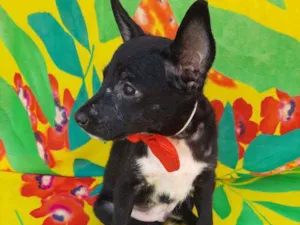 Cachorro raça SEM RAÇA DEFINIDA.  idade 2 a 6 meses nome SEM NOME.