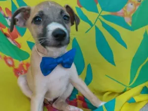 Cachorro raça SEM RAÇA DEFINIDA.  idade 2 a 6 meses nome SEM NOME.