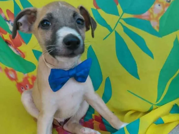Cachorro ra a SEM RAÇA DEFINIDA.  idade 2 a 6 meses nome SEM NOME.