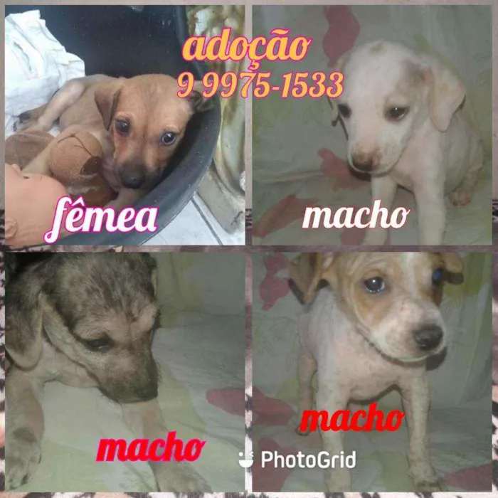Cachorro raça Srd idade Abaixo de 2 meses nome Filhotes