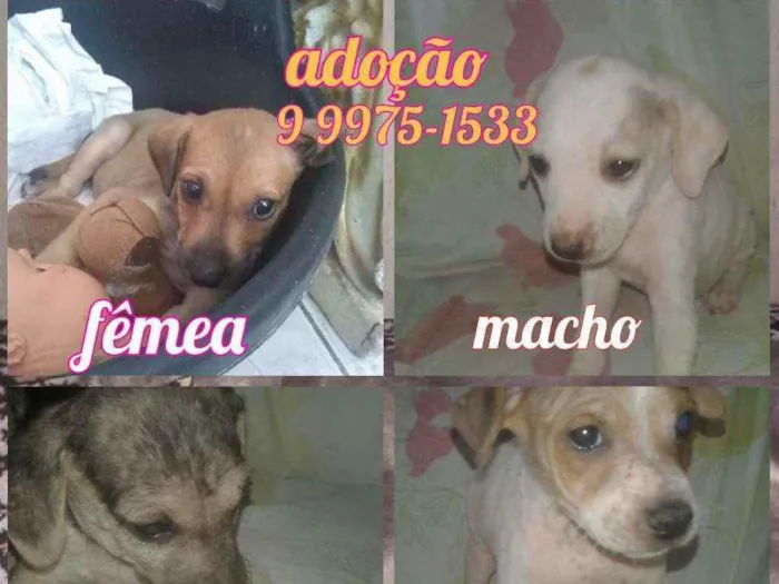 Cachorro raça Srd idade Abaixo de 2 meses nome Filhotes