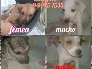 Cachorro raça Srd idade Abaixo de 2 meses nome Filhotes
