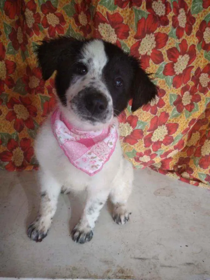 Cachorro ra a SRD idade 2 a 6 meses nome Celina