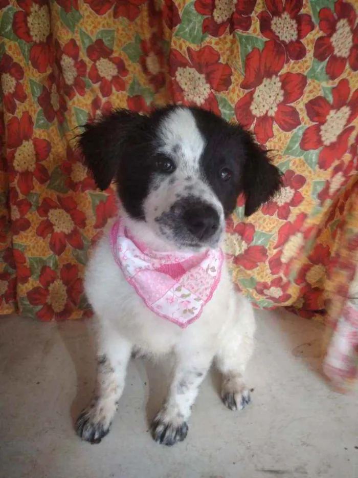 Cachorro ra a SRD idade 2 a 6 meses nome Celina