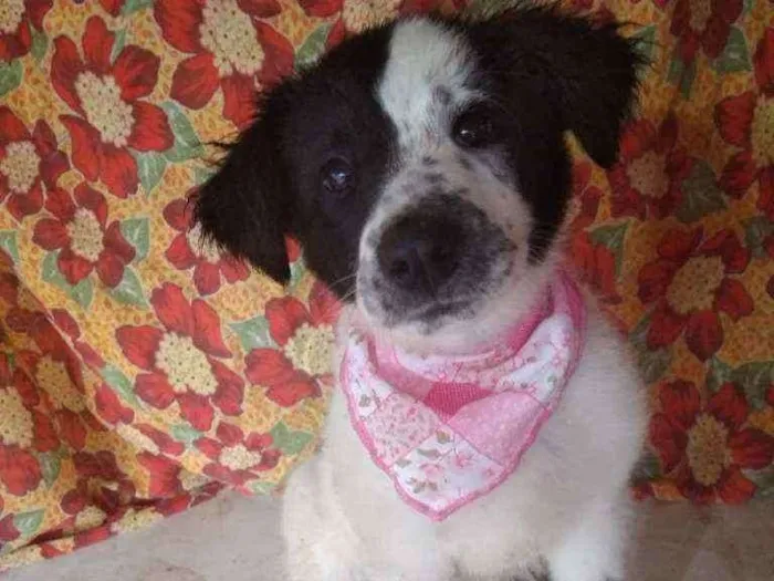 Cachorro ra a SRD idade 2 a 6 meses nome Celina