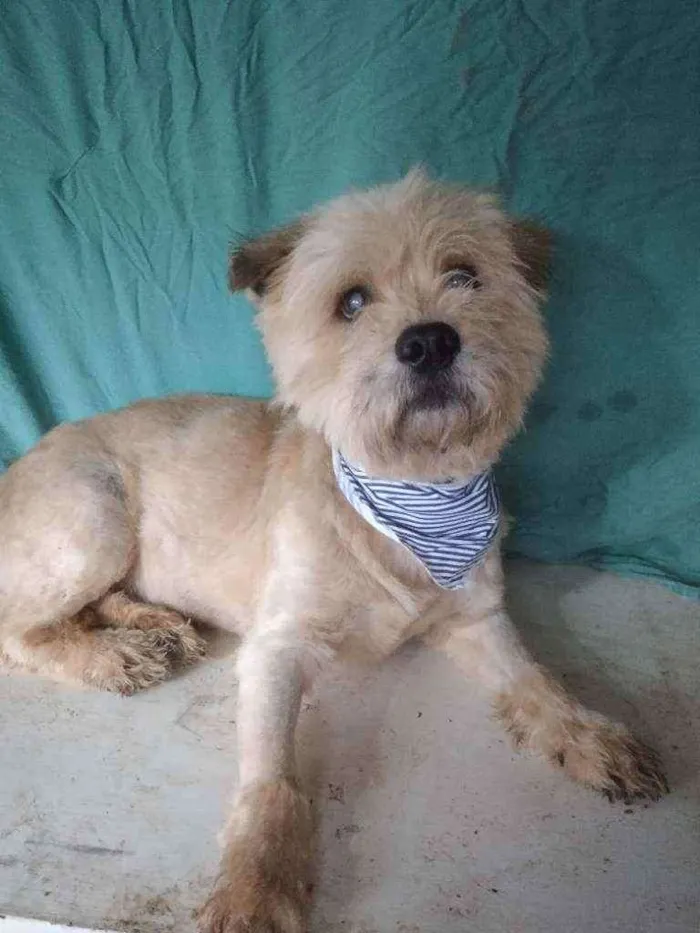 Cachorro ra a SRD idade 4 anos nome Rock