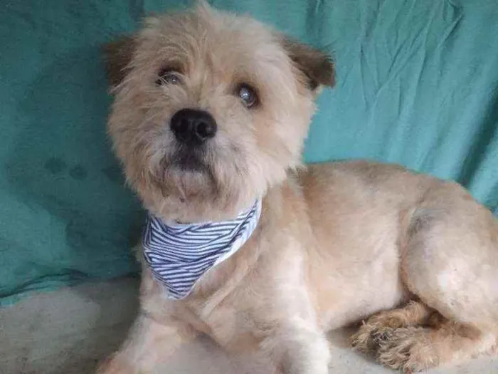 Cachorro ra a SRD idade 4 anos nome Rock