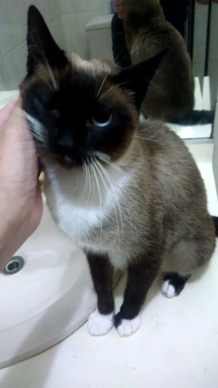 Gato ra a Srd idade Abaixo de 2 meses nome Adoção conjunta