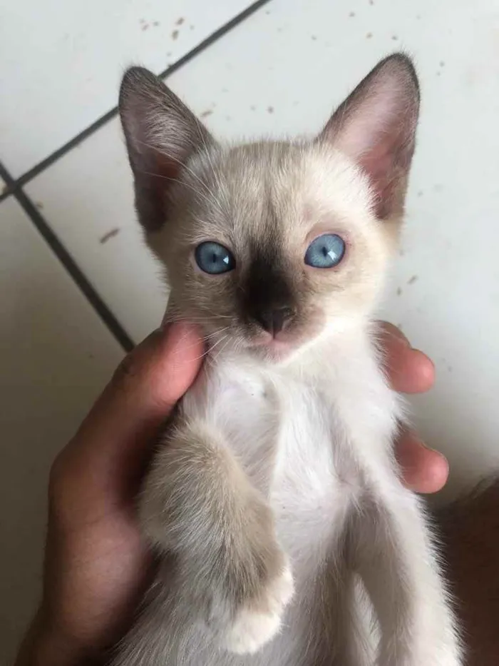 Gato ra a Gato sem raça  idade Abaixo de 2 meses nome Sem nomes 