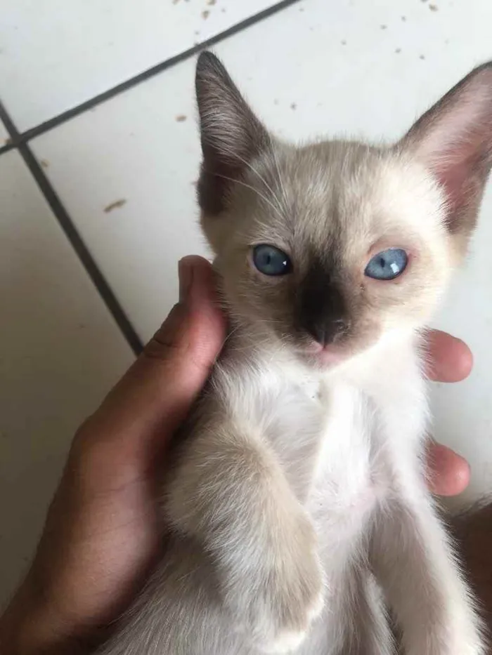 Gato ra a Gato sem raça  idade Abaixo de 2 meses nome Sem nomes 