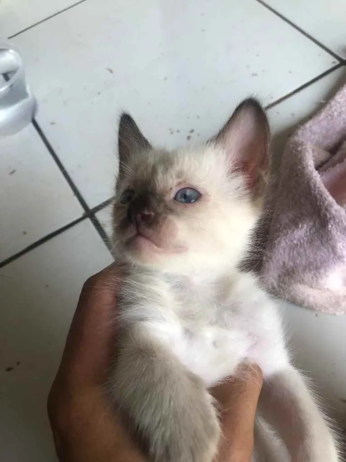 Gato ra a Gato sem raça  idade Abaixo de 2 meses nome Sem nomes 