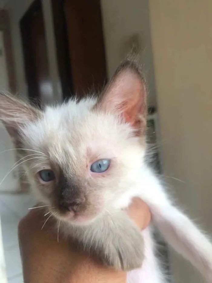 Gato ra a Gato sem raça  idade Abaixo de 2 meses nome Sem nomes 