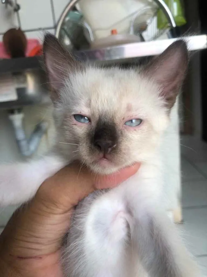 Gato ra a Gato sem raça  idade Abaixo de 2 meses nome Sem nomes 