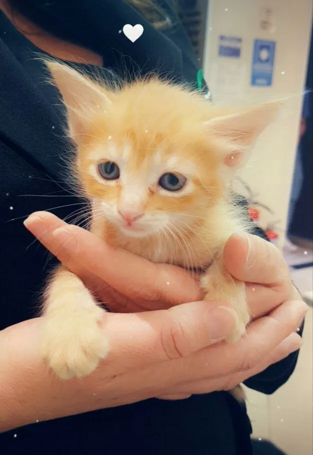 Gato ra a Srd idade Abaixo de 2 meses nome Adoção conjunta