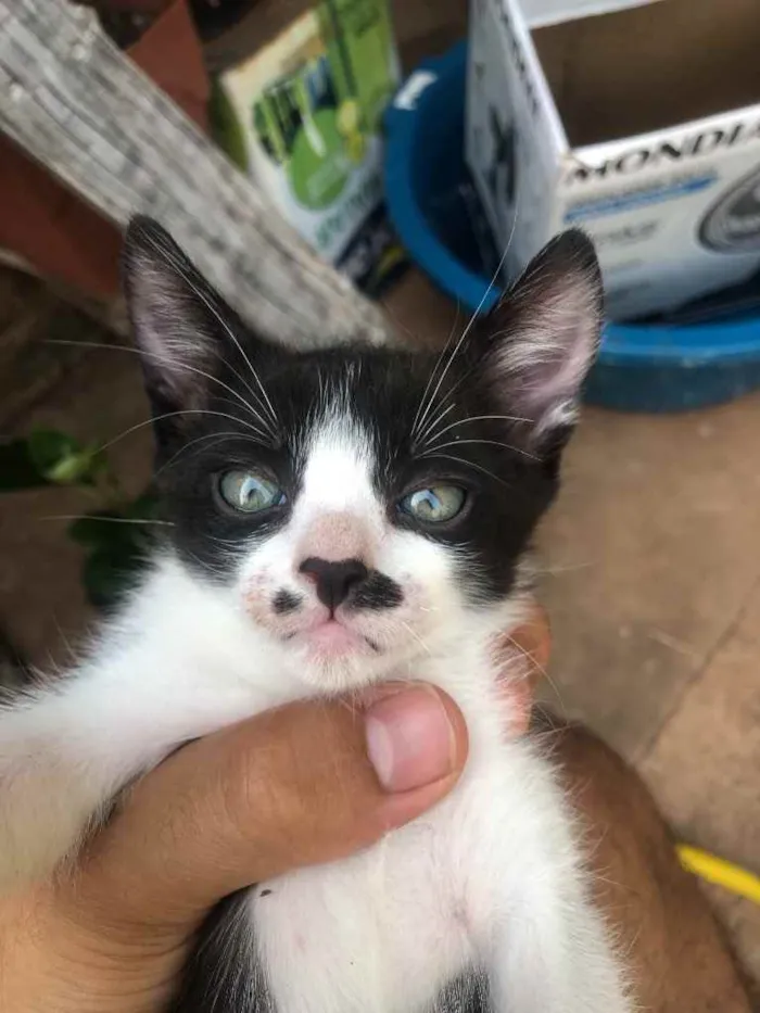 Gato ra a Gato sem raça  idade Abaixo de 2 meses nome Sem nomes 