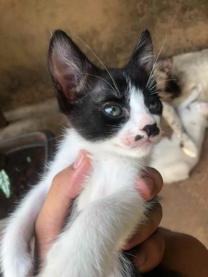 Gato ra a Gato sem raça  idade Abaixo de 2 meses nome Sem nomes 