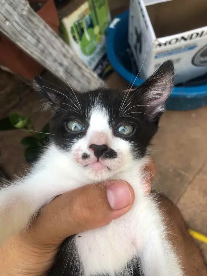 Gato ra a Gato sem raça  idade Abaixo de 2 meses nome Sem nomes 