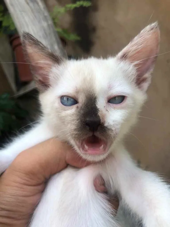 Gato ra a Gato sem raça  idade Abaixo de 2 meses nome Sem nomes 