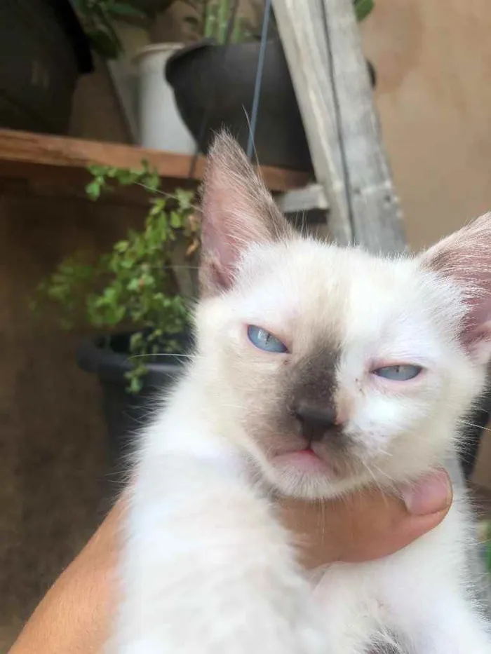 Gato ra a Gato sem raça  idade Abaixo de 2 meses nome Sem nomes 