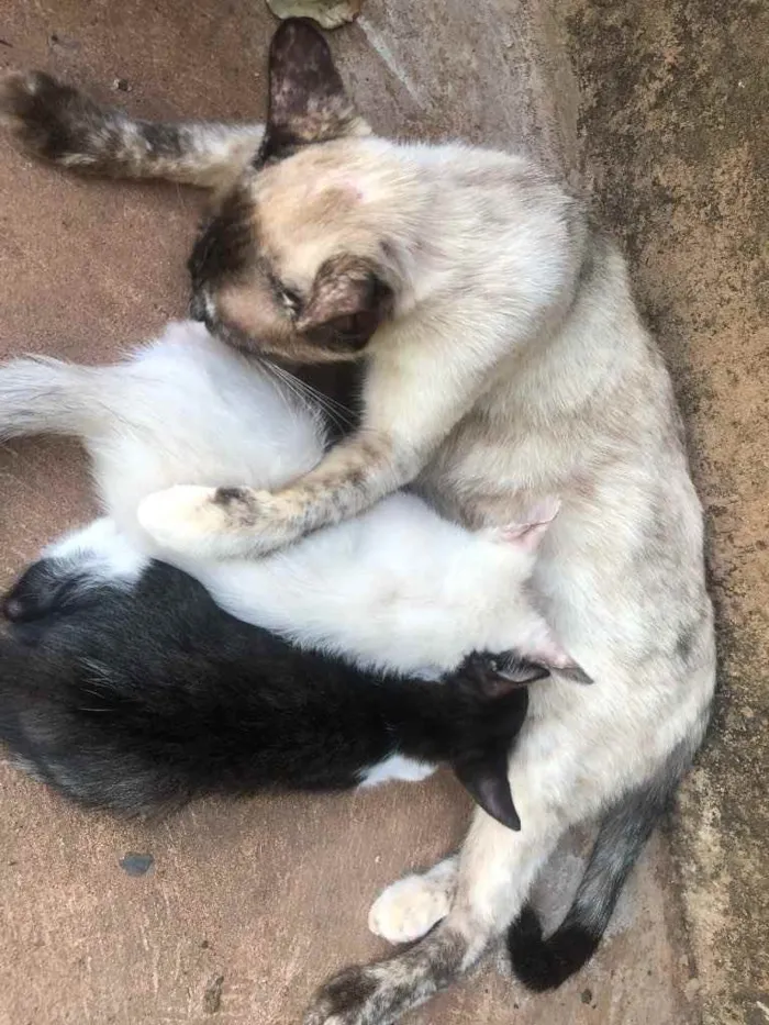 Gato ra a Gato sem raça  idade Abaixo de 2 meses nome Sem nomes 