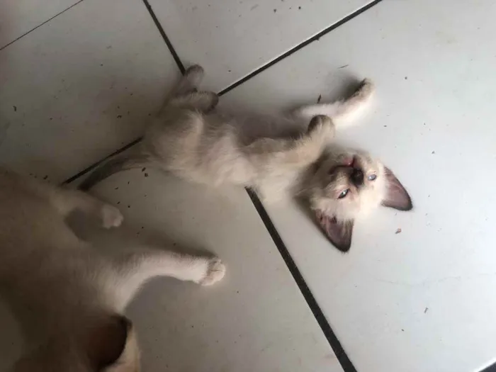 Gato ra a Gato sem raça  idade Abaixo de 2 meses nome Sem nomes 