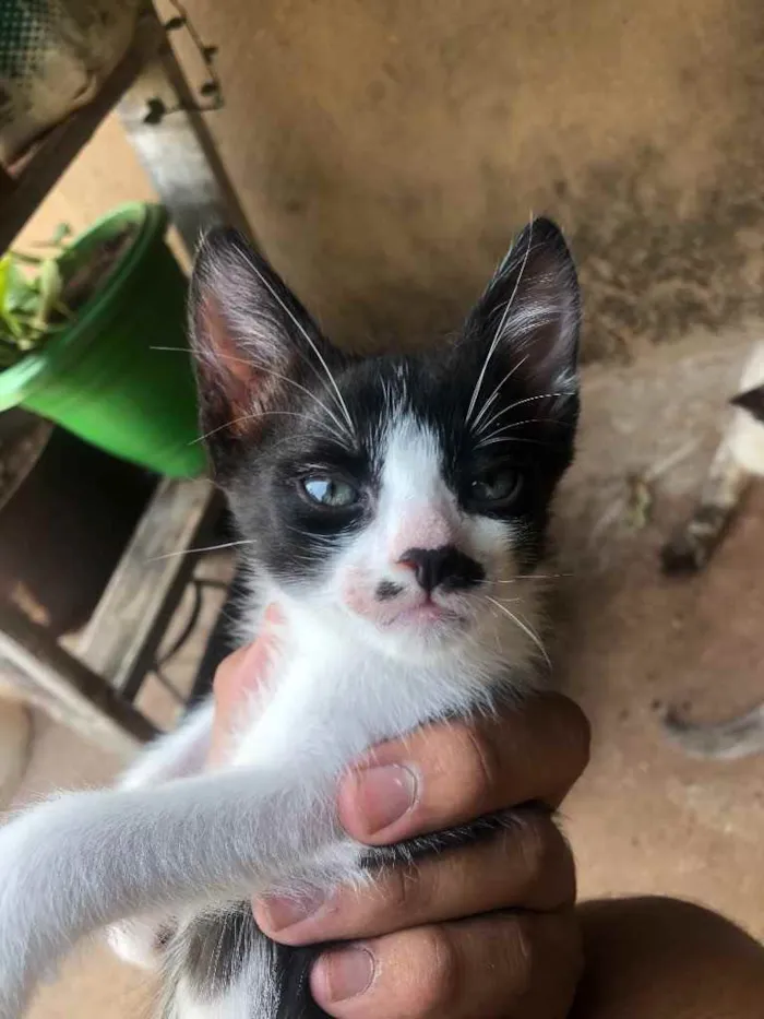 Gato ra a Gato sem raça  idade Abaixo de 2 meses nome Sem nomes 