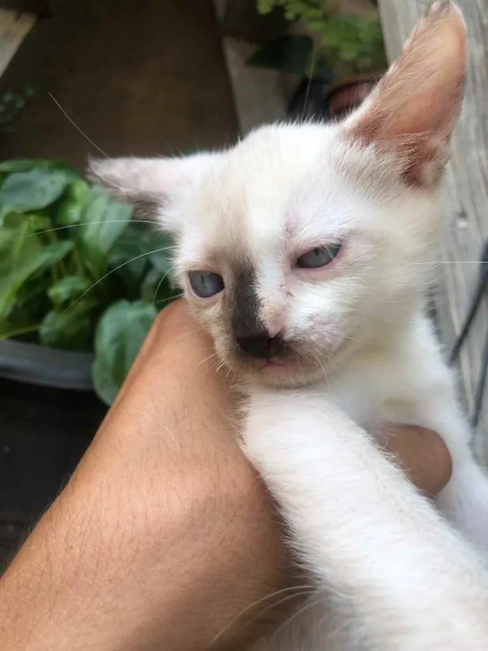 Gato ra a Gato sem raça  idade Abaixo de 2 meses nome Sem nomes 