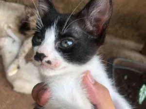 Gato raça Gato sem raça  idade Abaixo de 2 meses nome Sem nomes 