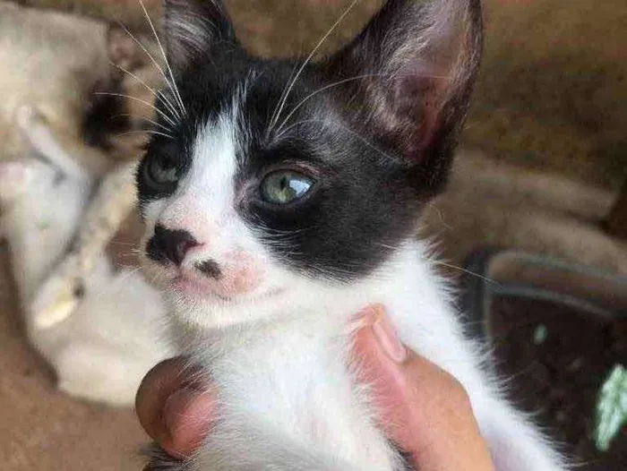 Gato ra a Gato sem raça  idade Abaixo de 2 meses nome Sem nomes 