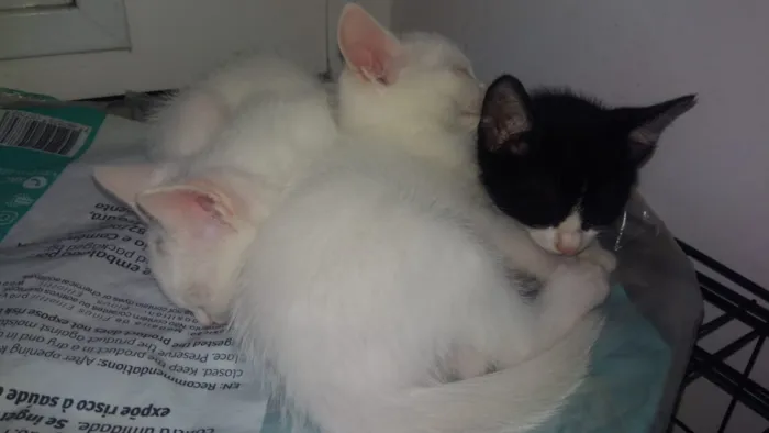 Gato ra a Srd idade Abaixo de 2 meses nome Bbs gatinhos