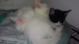 Bbs gatinhos