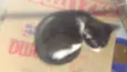 Bbs gatinhos