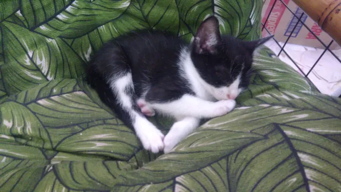 Gato ra a Srd idade Abaixo de 2 meses nome Bbs gatinhos
