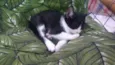 Bbs gatinhos
