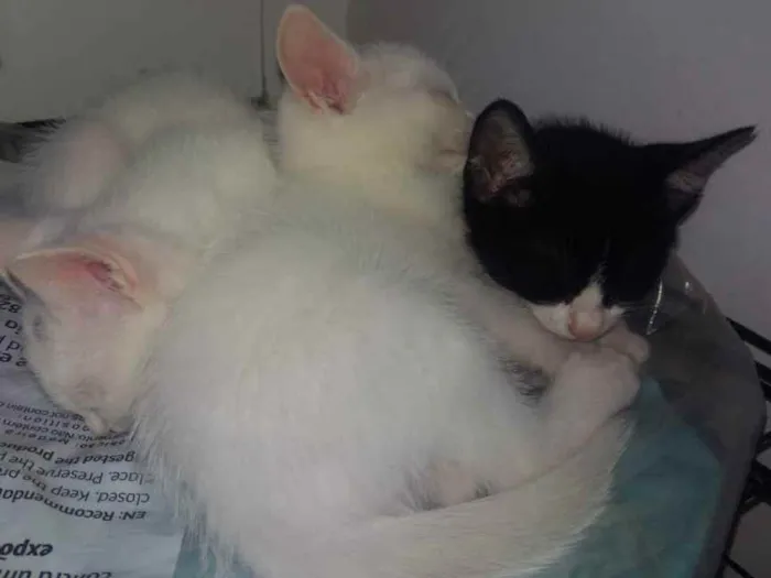 Gato ra a Srd idade Abaixo de 2 meses nome Bbs gatinhos