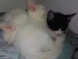 Bbs gatinhos