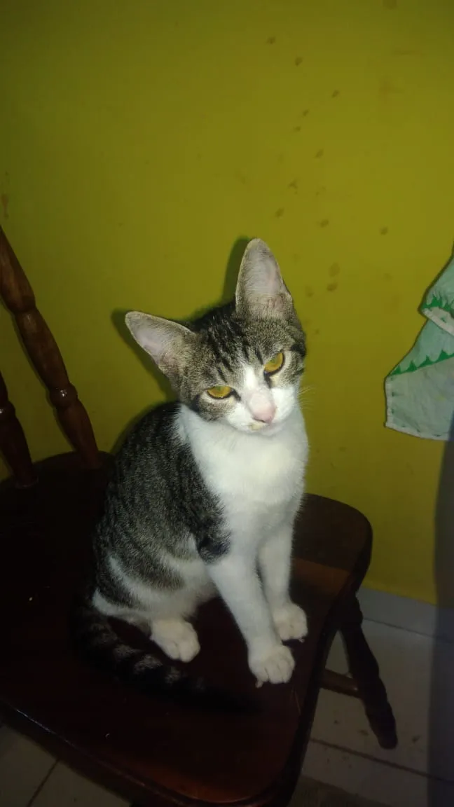 Gato ra a Srd idade Abaixo de 2 meses nome Madruga e Sam