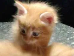 Gato ra a Srd idade Abaixo de 2 meses nome Madruga e Sam