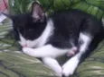 Bbs gatinhos