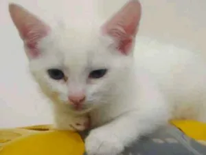 Gato raça Srd idade Abaixo de 2 meses nome Bbs gatinhos