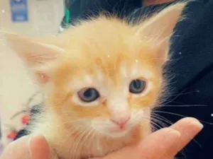 Gato raça Srd idade Abaixo de 2 meses nome Adoção conjunta