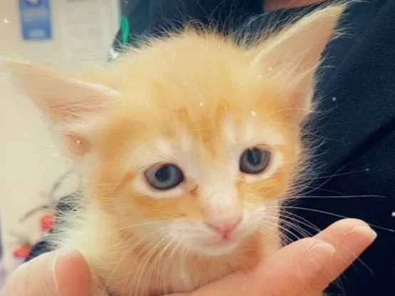 Gato ra a Srd idade Abaixo de 2 meses nome Adoção conjunta