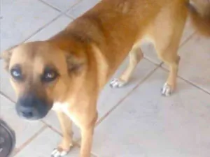 Cachorro raça SRD idade 7 a 11 meses nome Belinha 