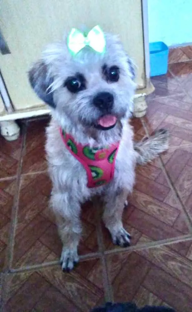 Cachorro ra a Mestiça  idade  nome Suzi 