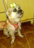 Suzi 