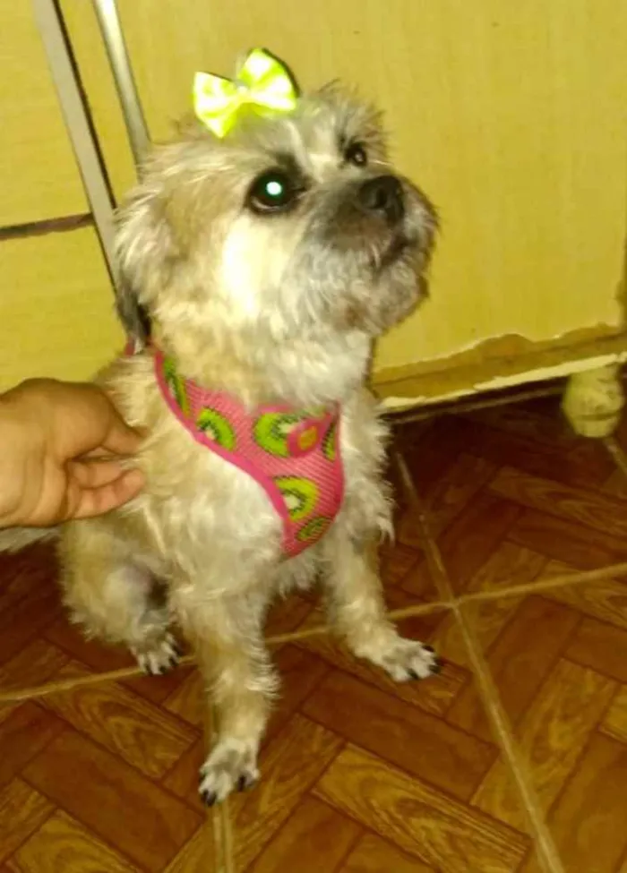 Cachorro ra a Mestiça  idade  nome Suzi 