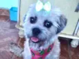 Suzi 
