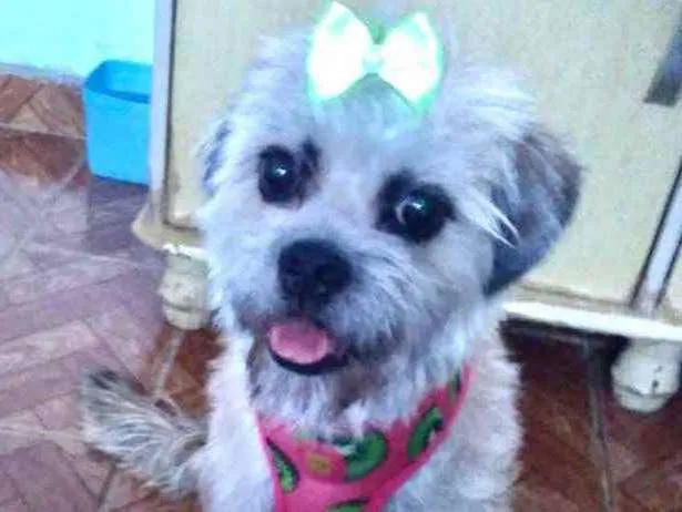 Cachorro ra a Mestiça  idade  nome Suzi 