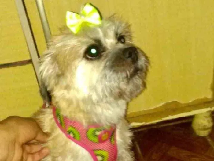 Cachorro ra a Mestiça  idade  nome Suzi 