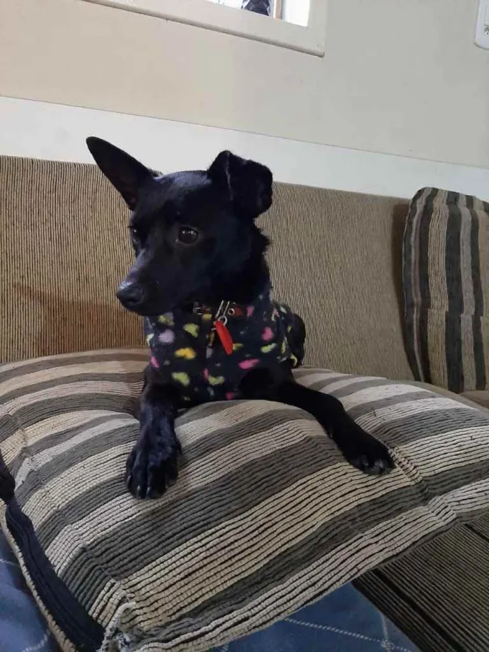 Cachorro ra a  idade 2 anos nome Não sei 